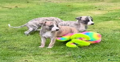 Whippet dogs - Advert 4