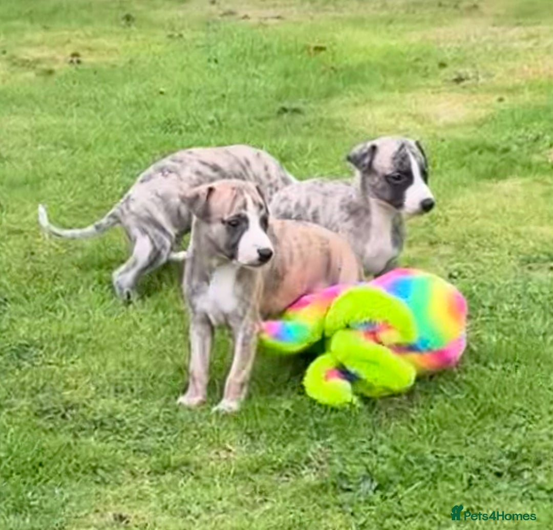 Whippet dogs for sale: SUPER KC Whippet puppies Show bred - Image 4