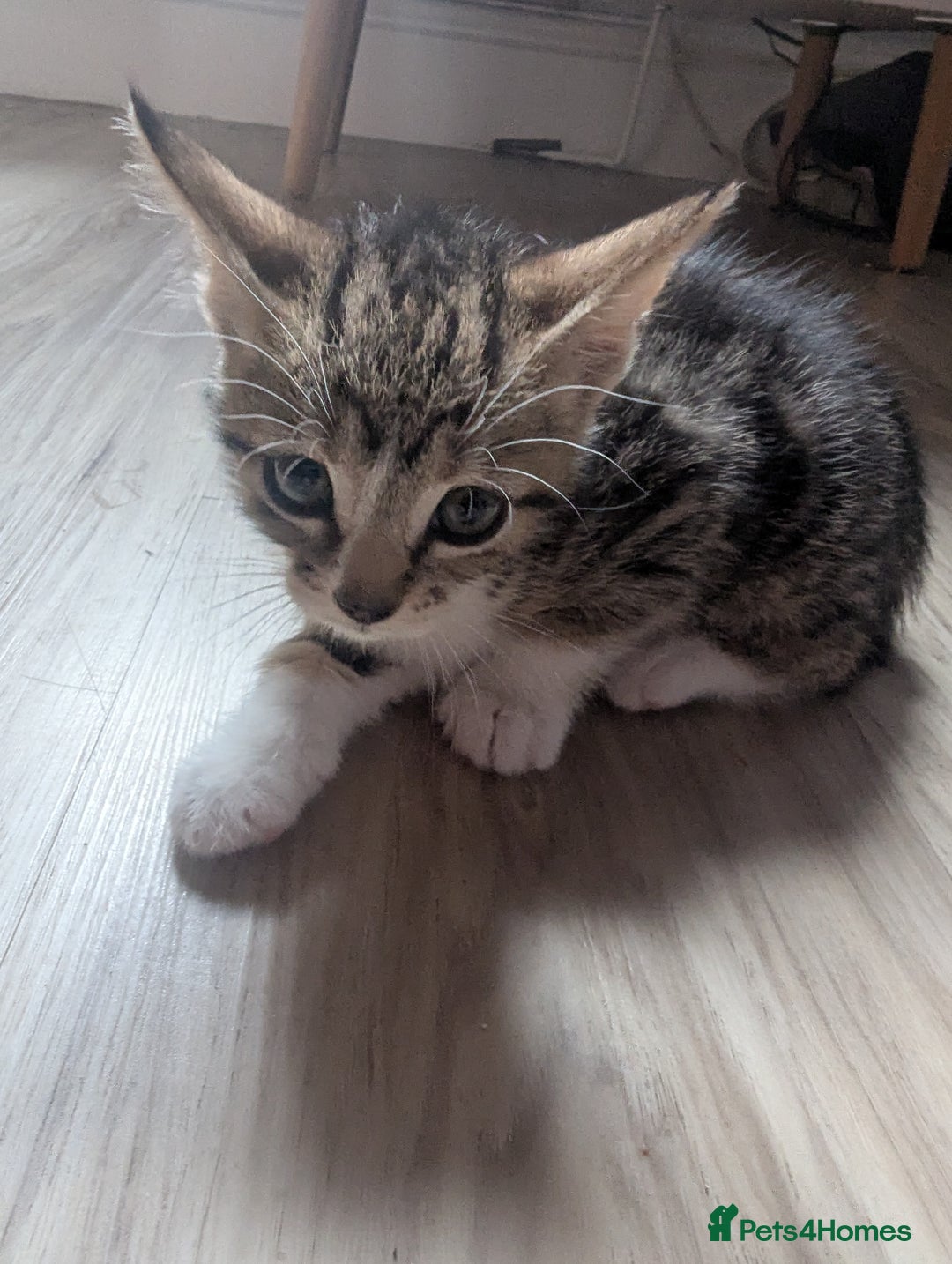 British Shorthair cats for sale: mixed tabby, black and white kittens  - Image 7