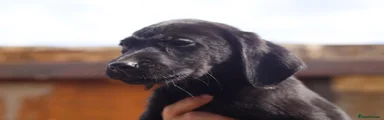 Labrador Retriever 7