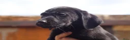 Labrador Retriever dogs for sale: KC Labrador Pups now ready to leave  - Advert 9