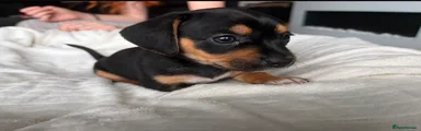 Mixed Breed 6