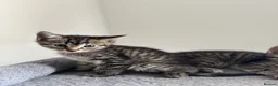 American Shorthair cats for sale: 🌟Kittens Ready for 4ever Home🌟 - Advert 12