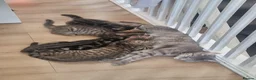Domestic Shorthair cats for sale: Last two gorgeous tortie/tabby female kittens.  - Advert 7