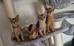 Abyssinian cats for sale: Pure Abyssinian kittens ❤️Ready to go 😍  - Image 28