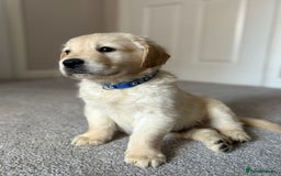 Golden Retriever dogs for sale: 5 Male Golden Retriever Galactic Puppies For Sale in Nottingham - Image 1