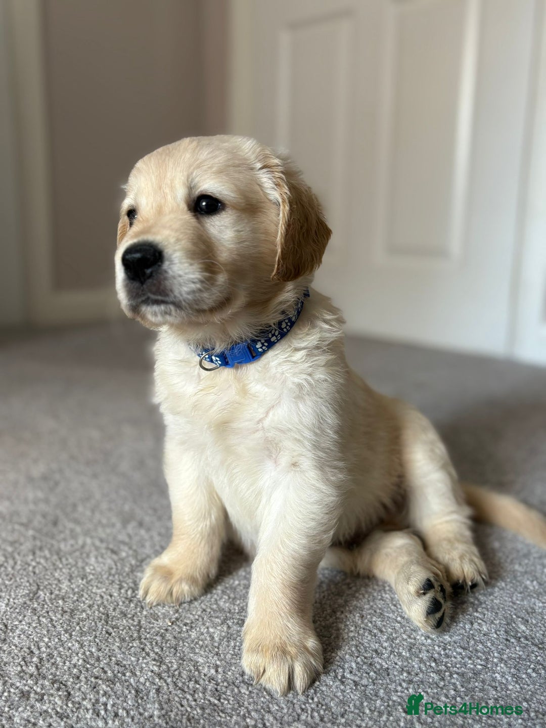 Golden Retriever dogs for sale: 5 Male Golden Retriever Galactic Puppies For Sale in Nottingham - Image 1