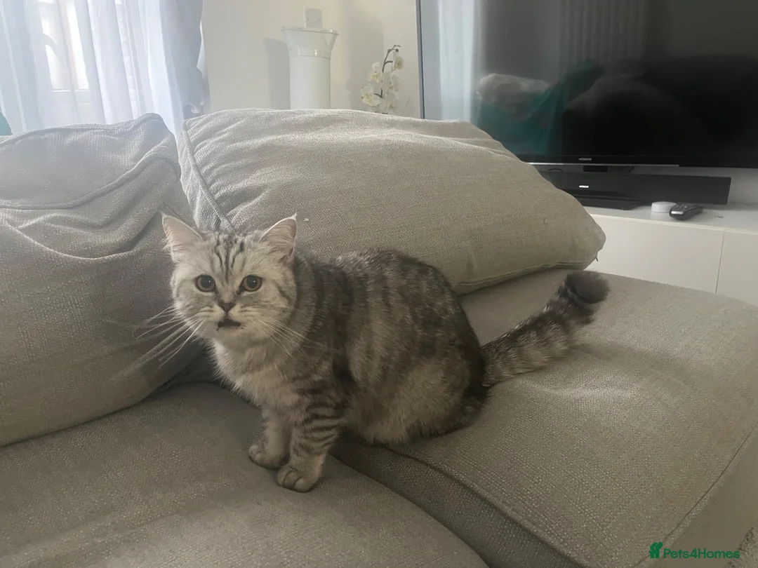 British Shorthair cats for sale: British Shorthair Silver Mackerel Tabby  - Advert 2