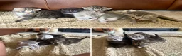 Mixed Breed cats for sale: Silver Tabby Exotic Kittens For Sale - Advert 19