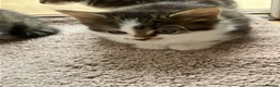 Mixed Breed cats for sale: Mixed breed kittens in Andover - Advert 6