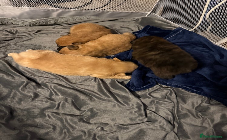 Pomeranian dogs STANDARD size poms 🦊 - Advert 1