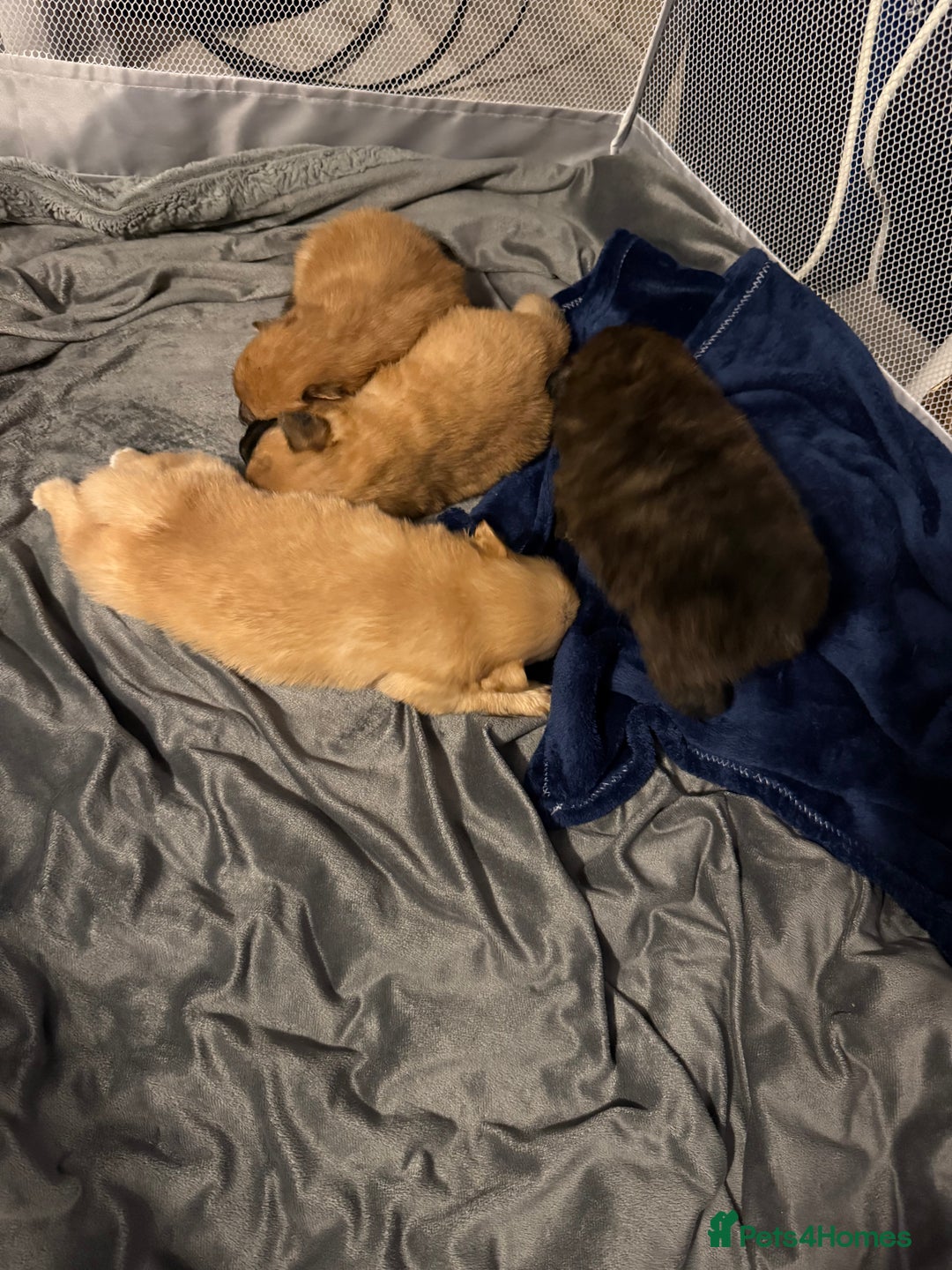 Pomeranian dogs for sale: STANDARD size poms 🦊 - Advert 1