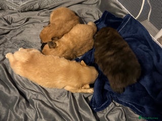 Pomeranian dogs STANDARD size poms 🦊 - Advert 1