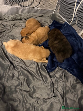 Pomeranian dogs STANDARD size poms 🦊 - Advert 1