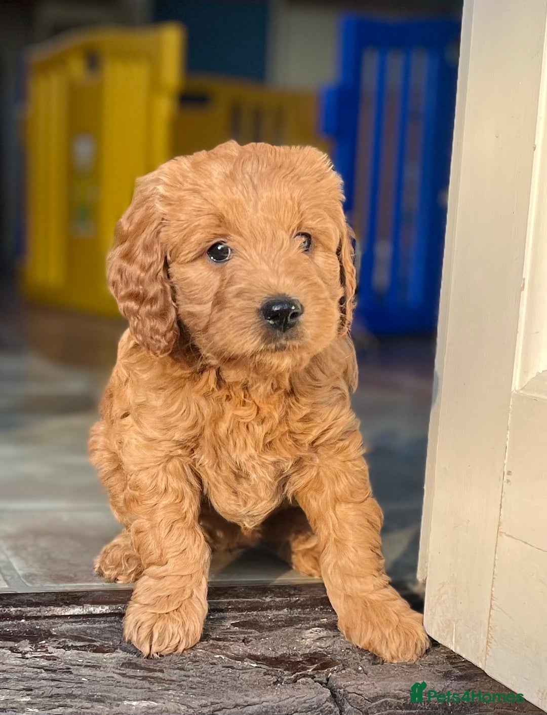 Mini Goldendoodle dogs for sale: Miniature Goldendoodle F1b Puppies - Image 10