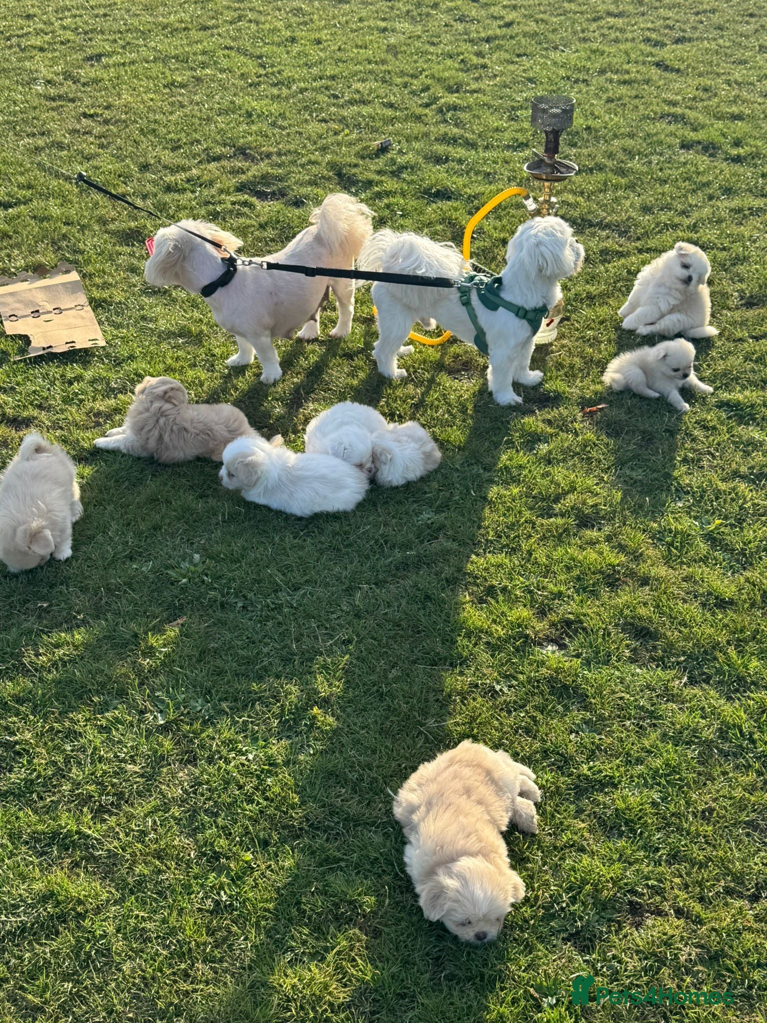 Mixed Breed dogs for sale: Cute Pomeranian–Shih Tzu Puppies Looking for Homes - Advert 1