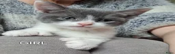 Mixed Breed cats for sale: Kittens looking for there forever homes. - Advert 16