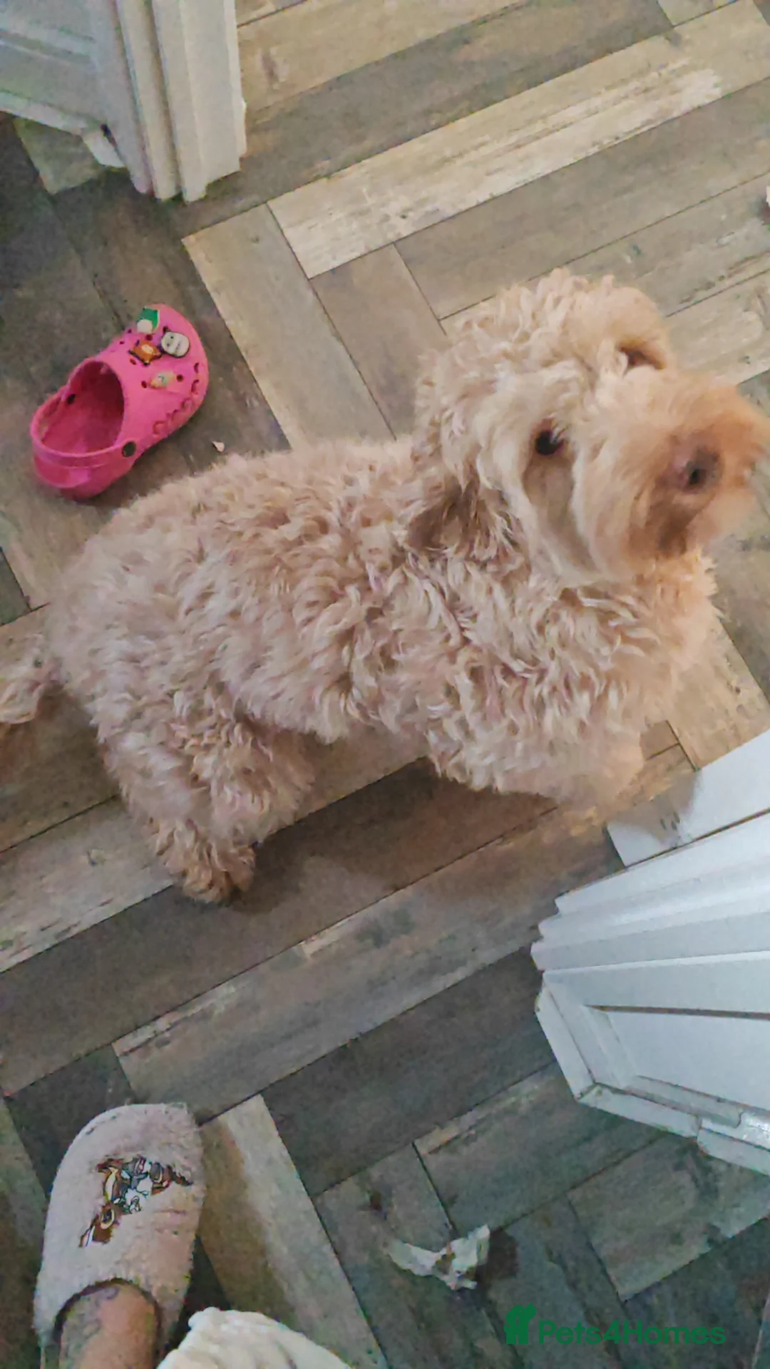 Goldendoodle dogs for sale: Sweet Submissive Goldendoodle Needs Patient Home - Advert 3