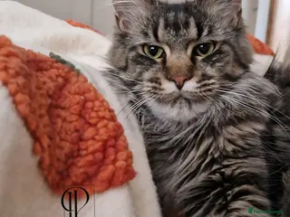 Maine Coon cats Championljne maine coon kittens - Advert 1