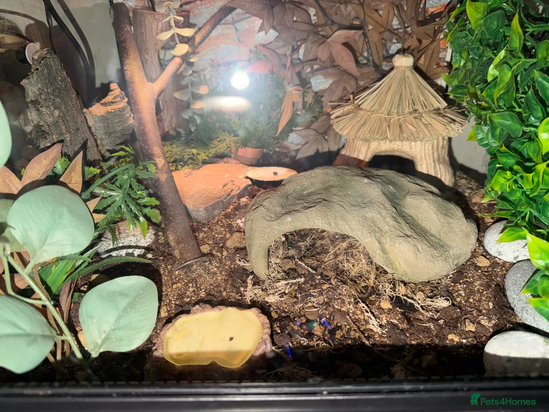 Leopard Gecko reptiles for sale: Leopard gecko (Viv included) - Advert 2
