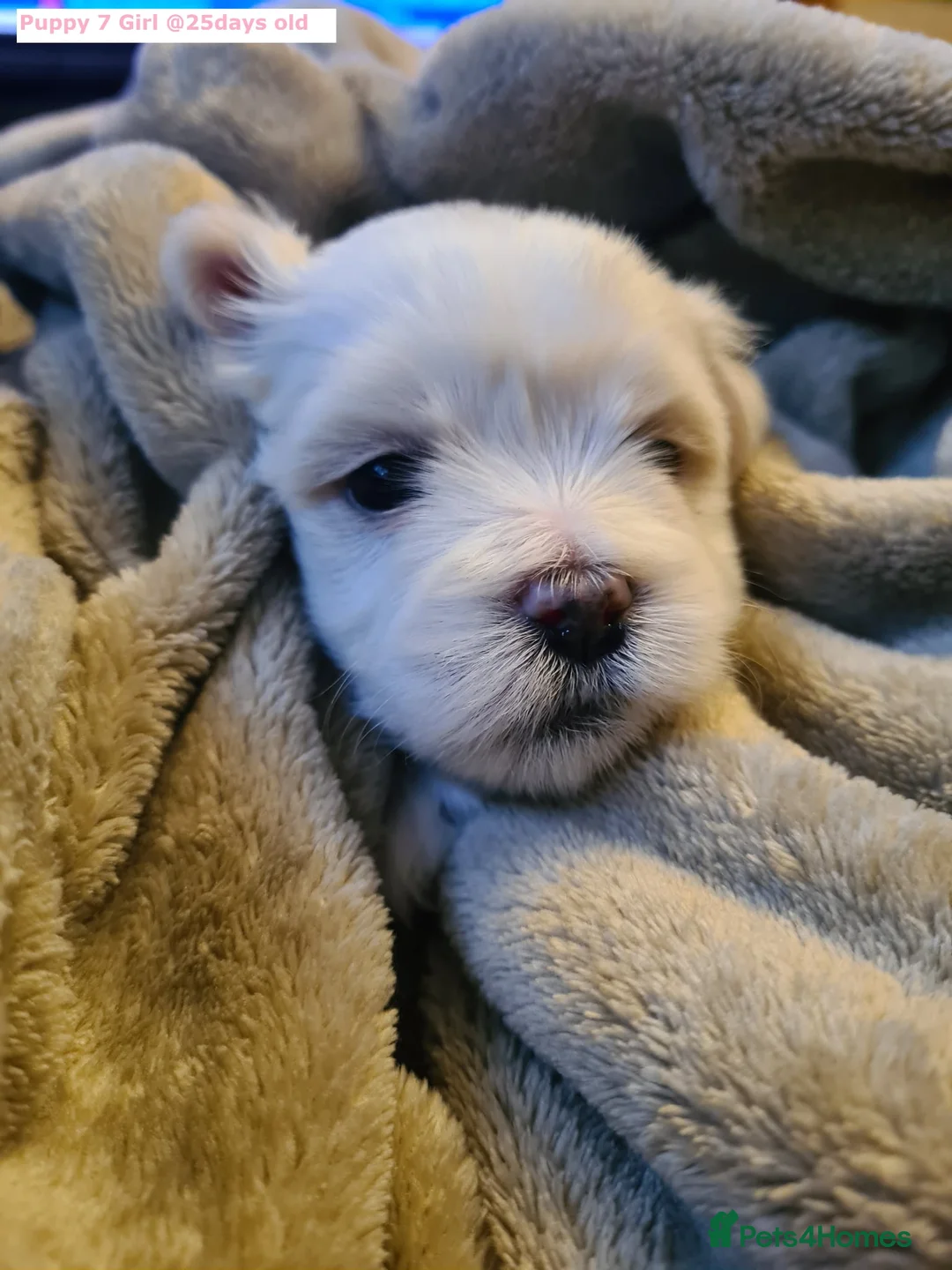 Maltese dogs for sale: Adorable Maltese puppies looking for forever home! - Advert 7