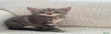 Domestic Shorthair 2