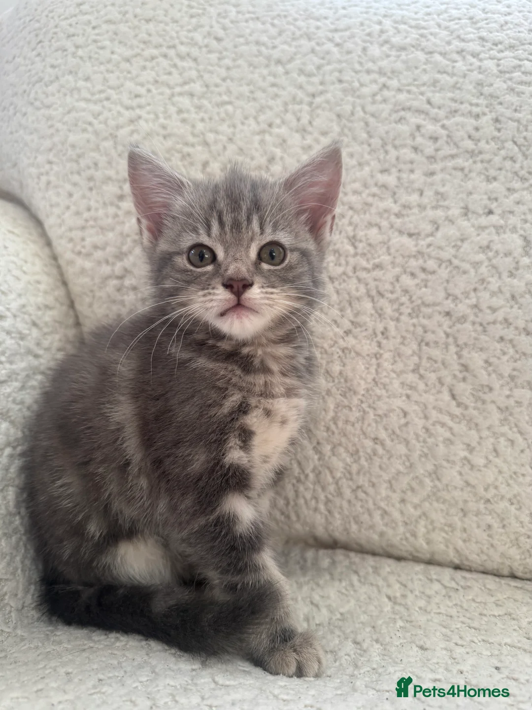 Domestic Shorthair cats for sale: Two kittens looking for their forever home 🐾 - Advert 2