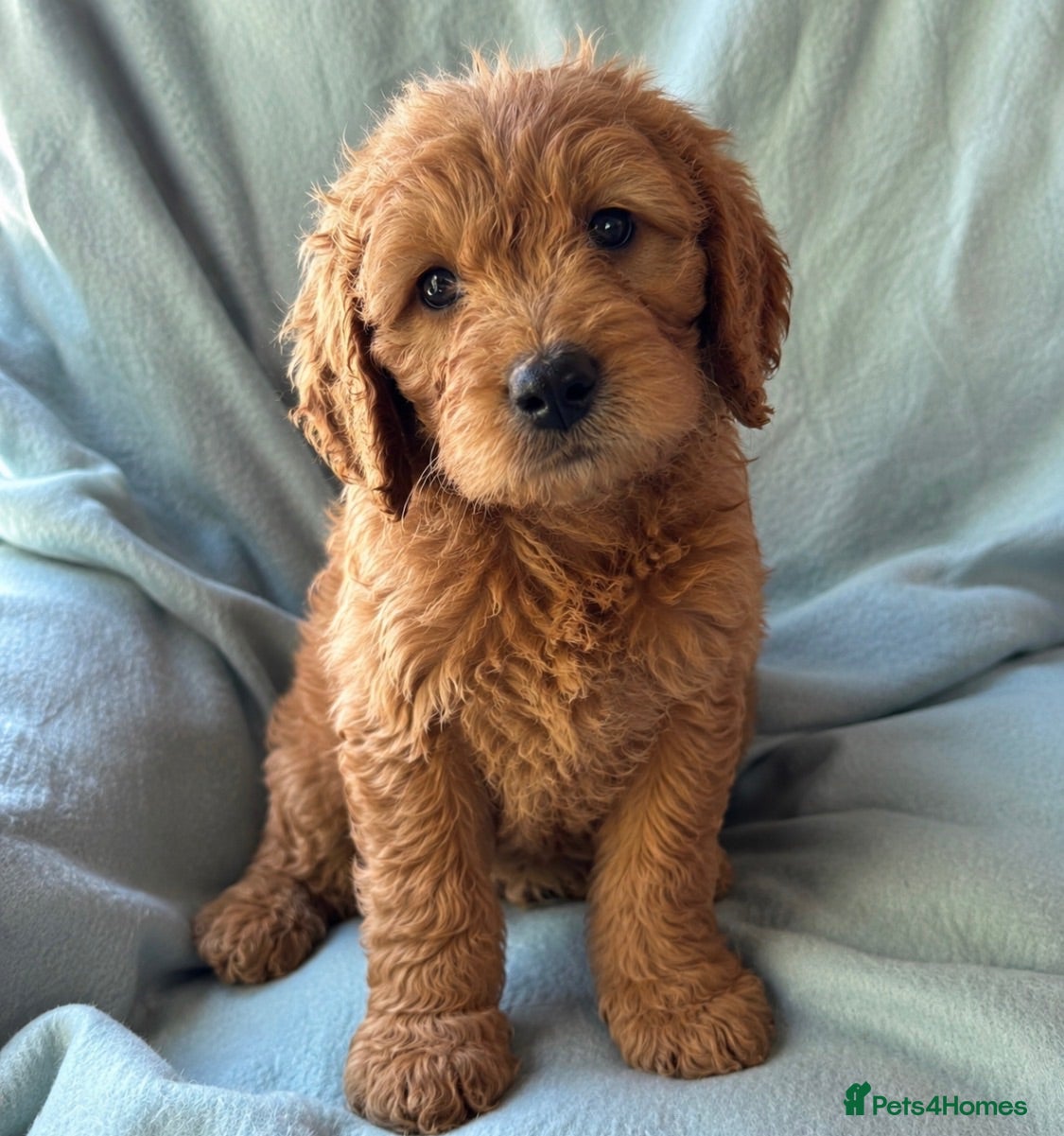 Mini Goldendoodle dogs ❤️ Beautiful Red & Gold Mini Goldendoodle Puppies  - Advert 2