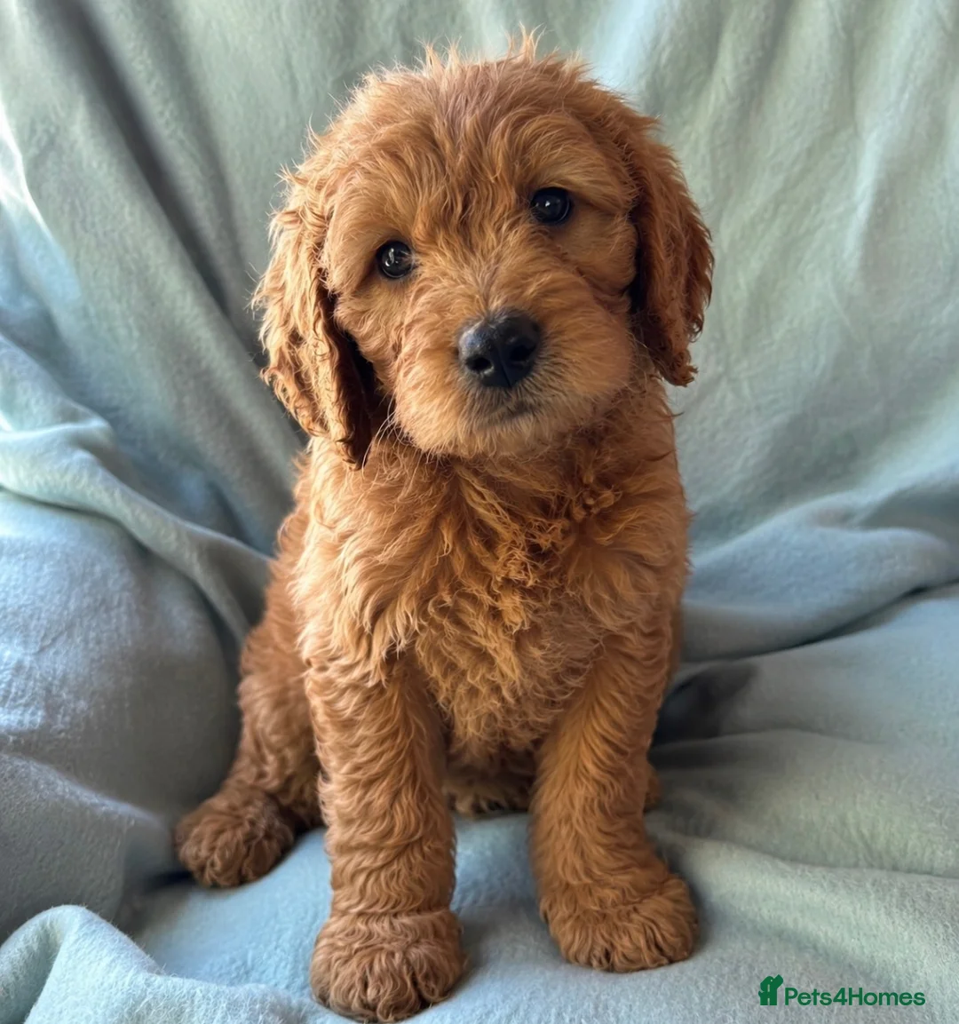 Mini Goldendoodle dogs for sale: ❤️ Beautiful Red & Gold Mini Goldendoodle Puppies  - Advert 2