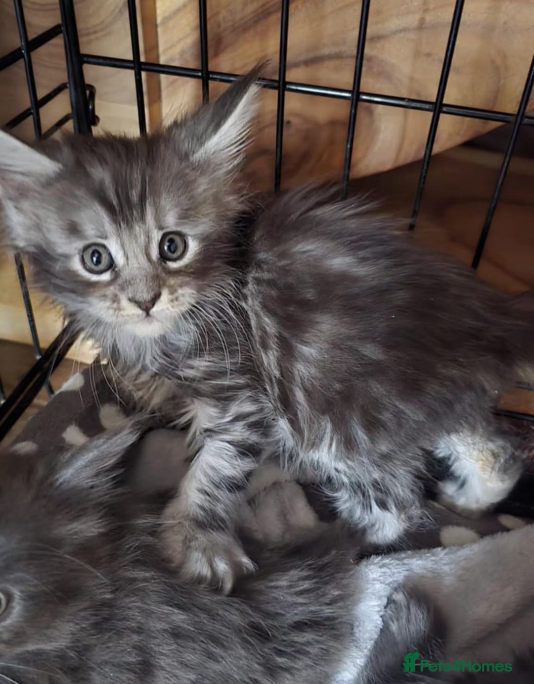 Maine Coon cats for sale: Maine coon purebred pedigre xl active in Barnsley - Image 19