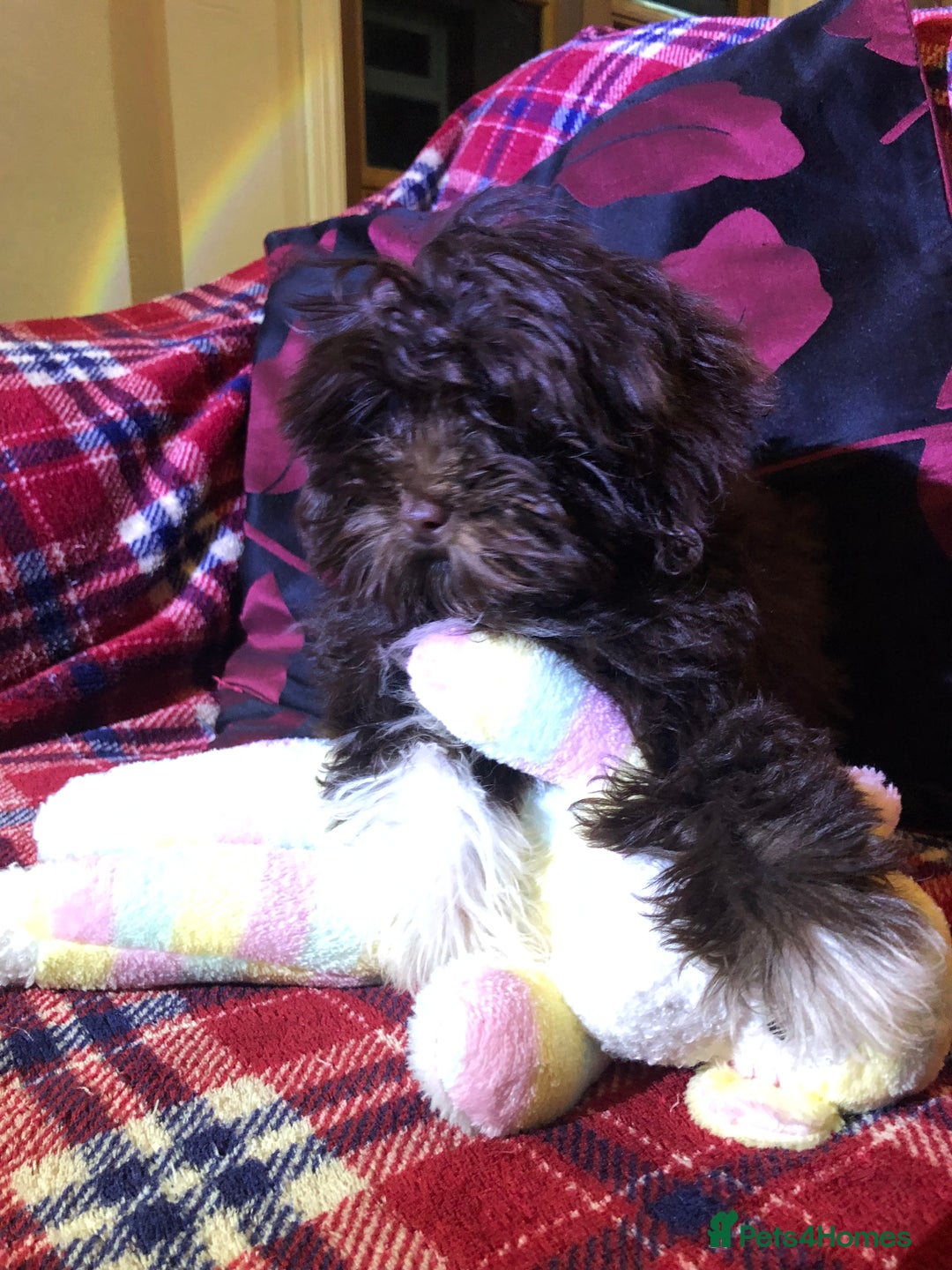 Cockapoo dogs for sale: Cockapoo puppies for sale  - Advert 24