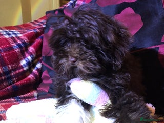 Cockapoo dogs Cockapoo puppies for sale - Advert 3