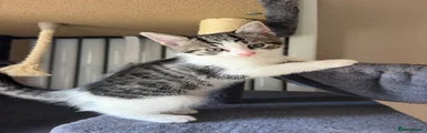 Maine Coon 5