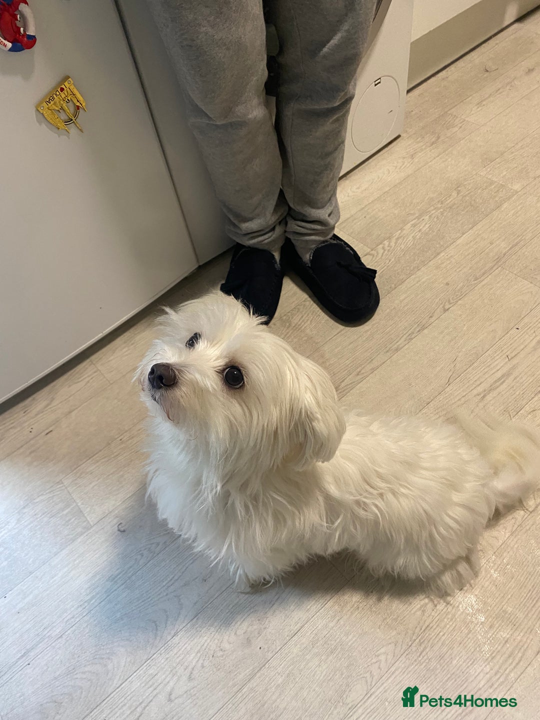 Mixed Breed dogs for sale: Female Maltipoo X Bichon Frise 2 years Old  - Advert 4
