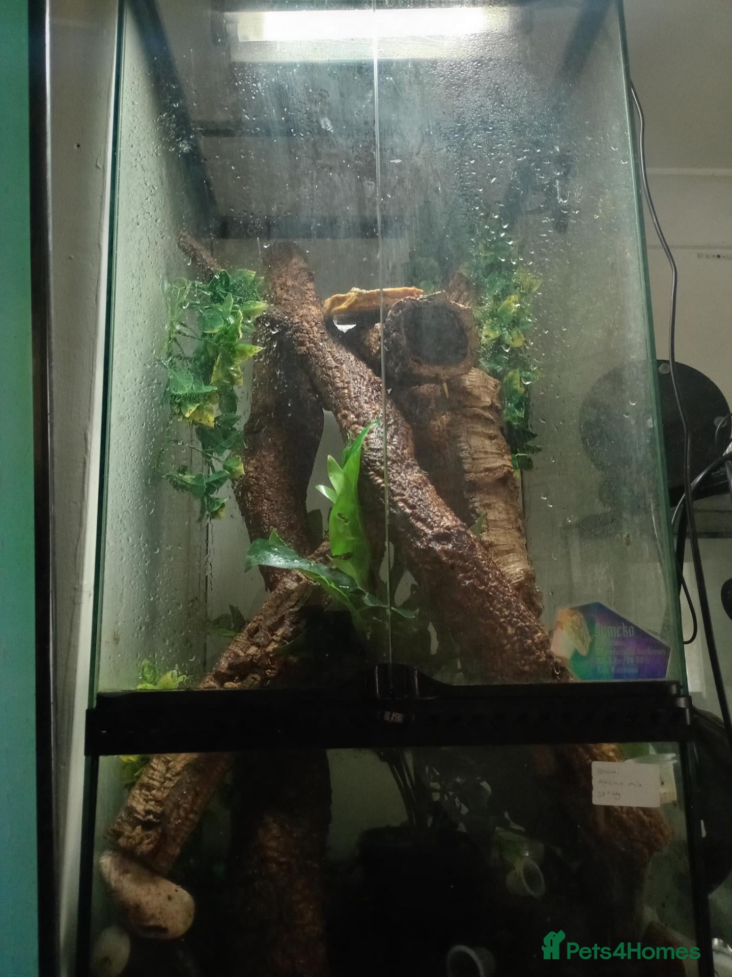 Gecko reptiles Amazing female leachie with setup for sale - Advert 2