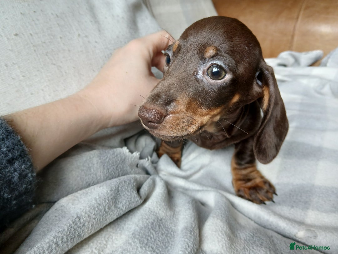 Miniature Dachshund dogs for sale: READY FOR NEW HOME Miniature Dachshund  - Image 6
