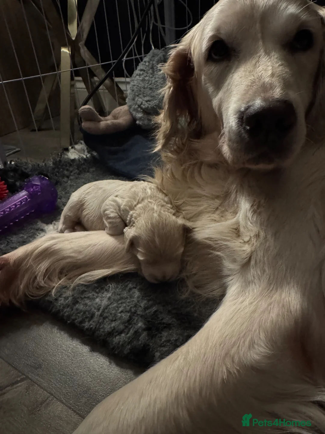 Mini Goldendoodle dogs for sale: Stunning female mini f1 Goldendoodle  - Advert 2