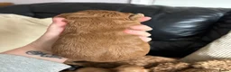 Cockapoo dogs for sale: Beautiful cockapoo puppies - Advert 9