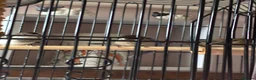 Finches birds for sale: Bengali’s finches x 3 in Blackpool - Advert 6