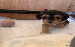 Cockapoo dogs for sale: F1 Cockapoo puppies, KC parents, health tested! - Image 16