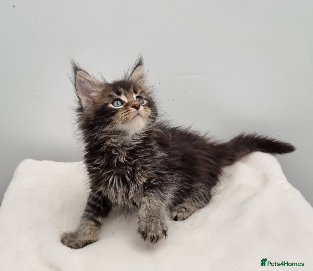 Maine Coon cats for sale: Pedigree Maine Coon Kittens for sale  - Image 34