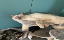 Ragdoll cats for sale: Ragdoll Cross Kittens – £300 each - Image 1