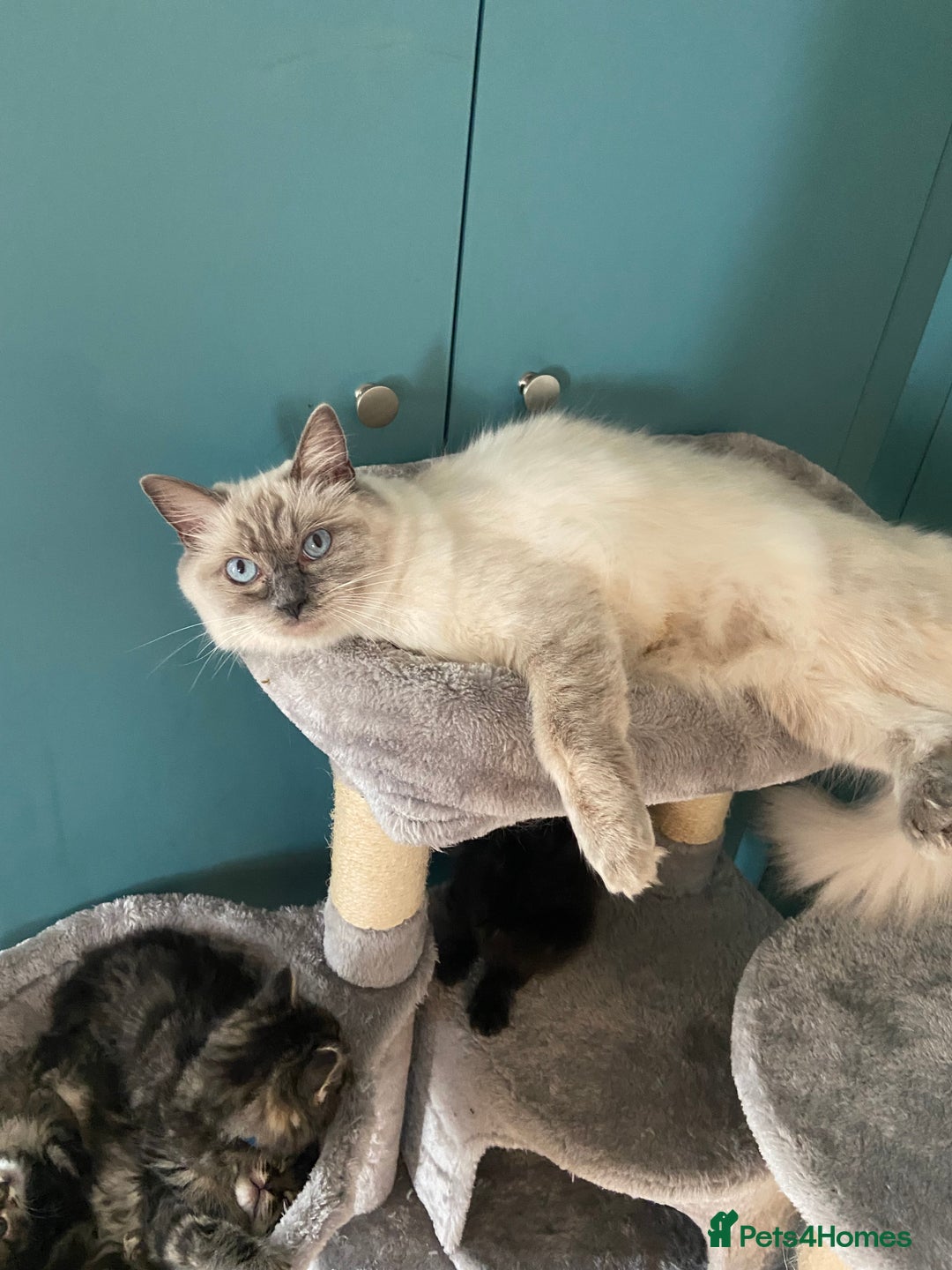 Ragdoll cats for sale: Ragdoll Cross Kittens – £300 each - Image 1