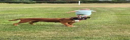 Boxer dogs for sale: KC registered Boxer Girl in Chesterfield - Advert 2