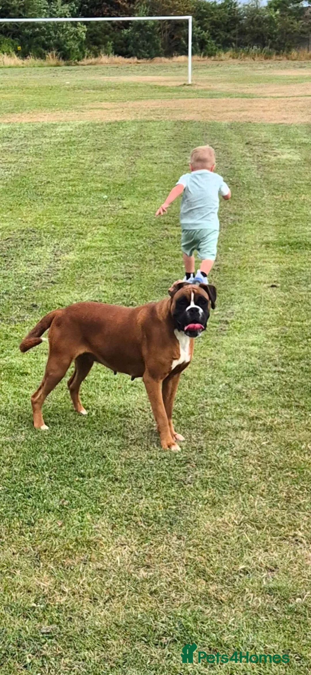 Boxer dogs for sale: KC registered Boxer Girl in Chesterfield - Advert 2