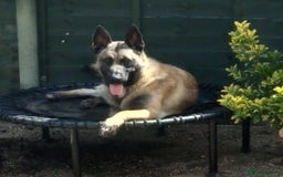 Mixed Breed dogs for sale: Bruno Mixed Bread Dog - Advert 2