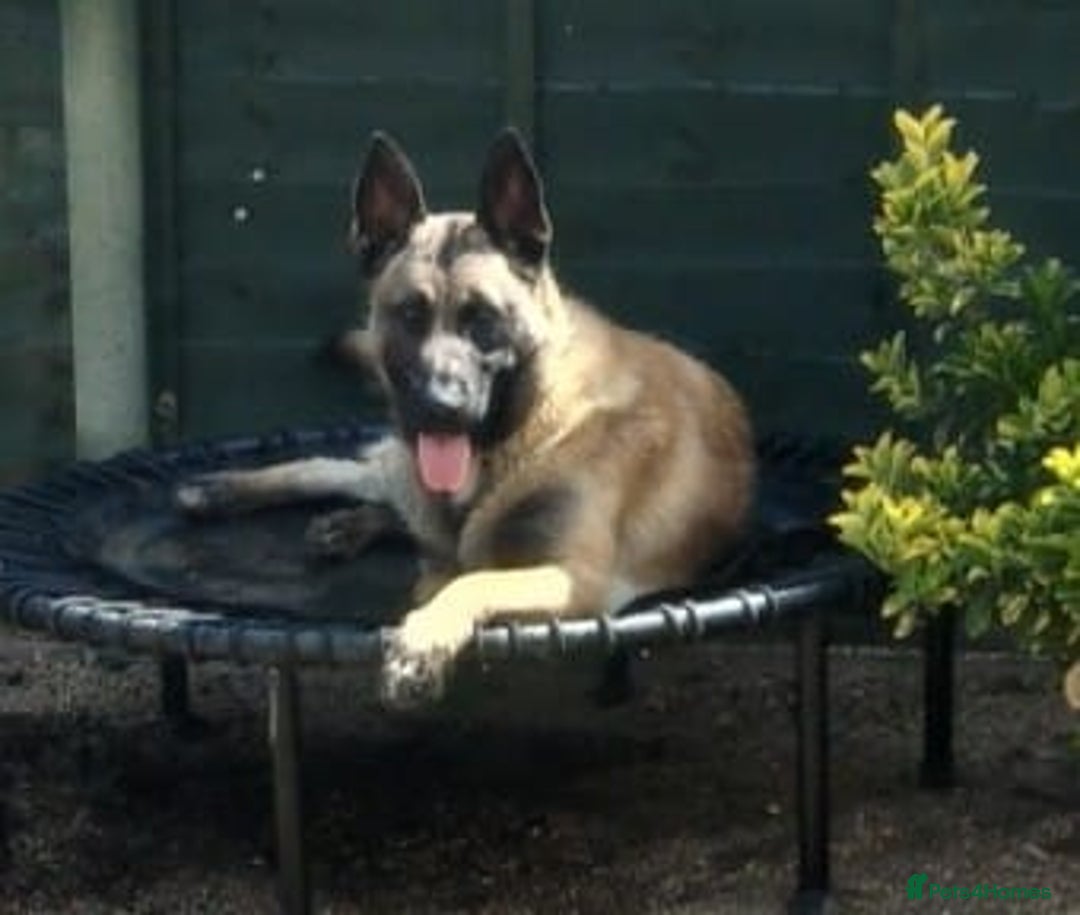 Mixed Breed dogs for sale: Bruno Mixed Bread Dog - Advert 2