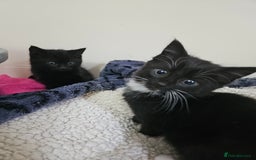 Mixed Breed cats for sale: Male and Female Black and White Kittens 8 Weeks  - Image 1