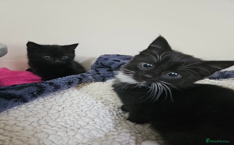Mixed Breed cats - Advert 15