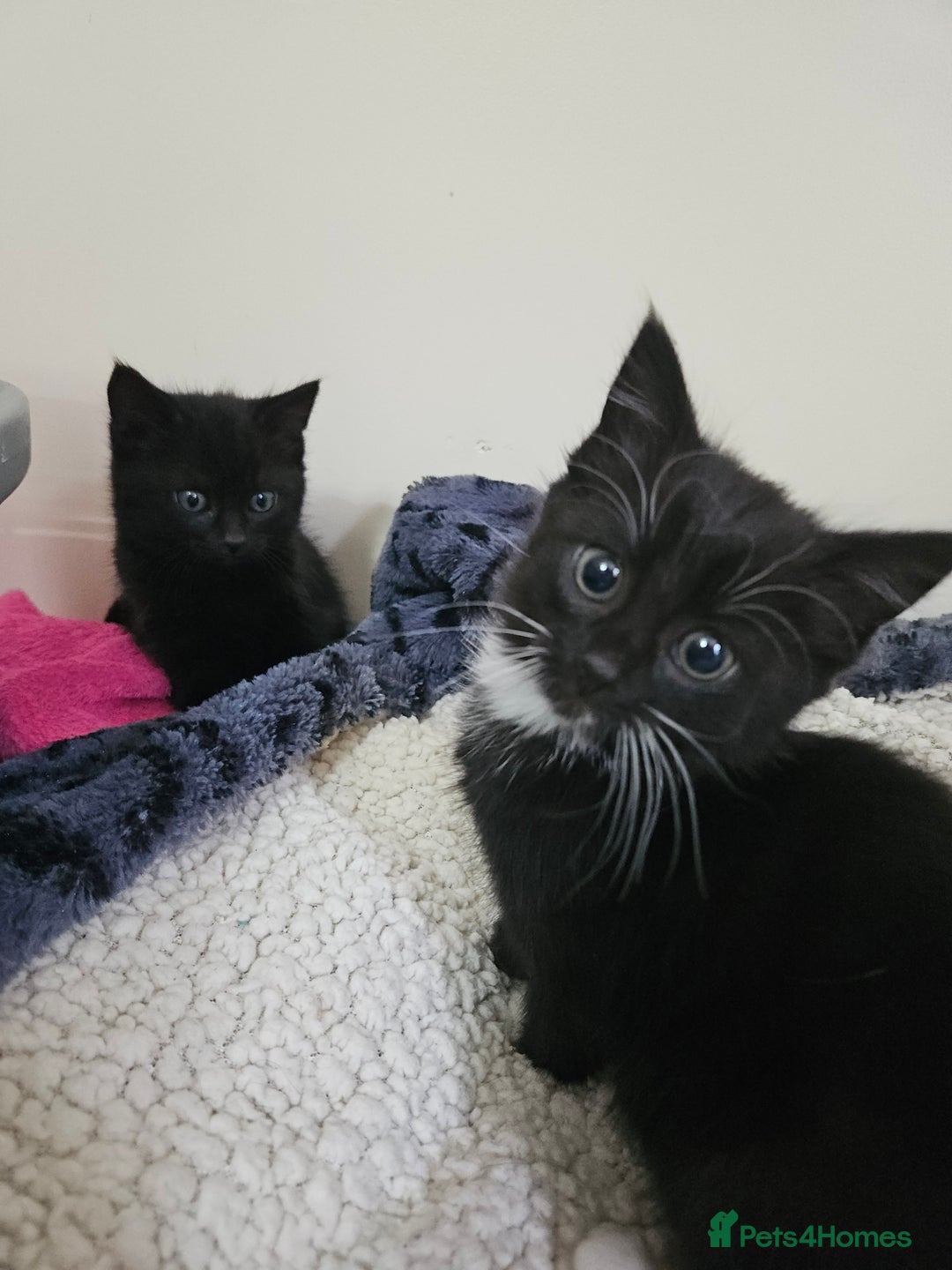 Mixed Breed cats for sale: Male and Female Black and White Kittens 8 Weeks  - Image 1